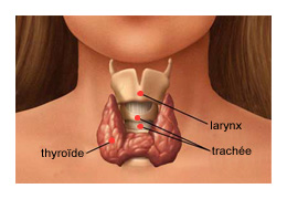 Port d'un cache thyroïde